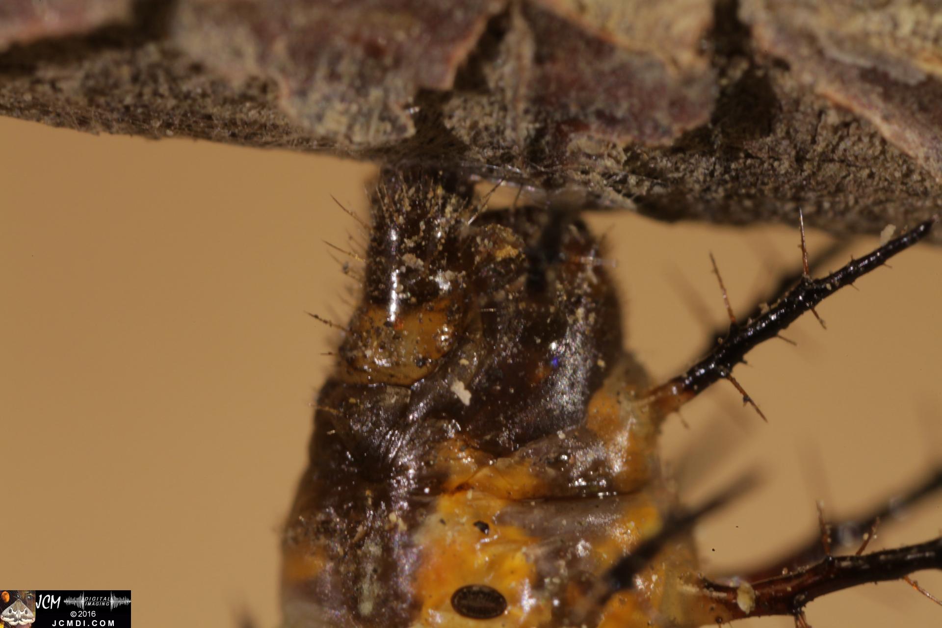 20160909-IMG_1754 5D Gulf Fritillary Butterfly Pupation and Cremaster Hop.jpg